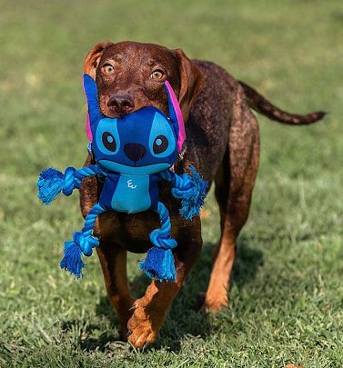 Disney Lilo and Stitch Rope Toy for Dogs