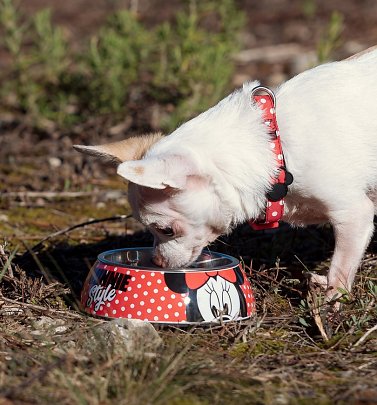 Disney Minnie Mouse Pet Bowl Disney Minnie Mouse Pet Bowl