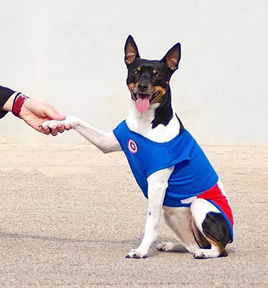Marvel Comics Captain America Costume T-Shirt for Dogs from For Fan Pets