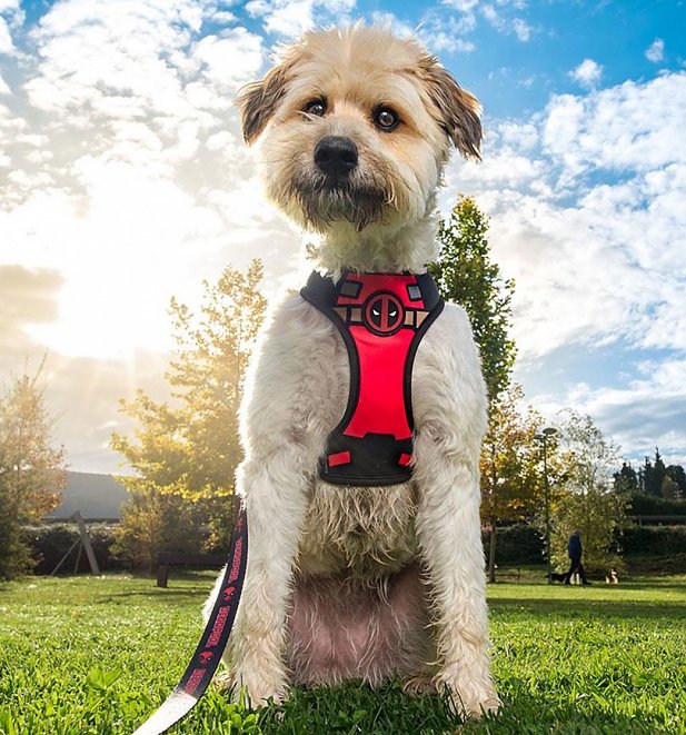 Marvel Comics Reversible Deadpool Harness for Dogs