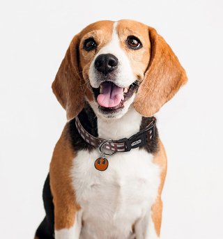 i am groot dog collar