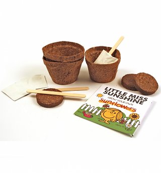 Little Miss Sunshine Sunflowers Grow Kit Little Miss Sunshine Sunflowers Grow Kit